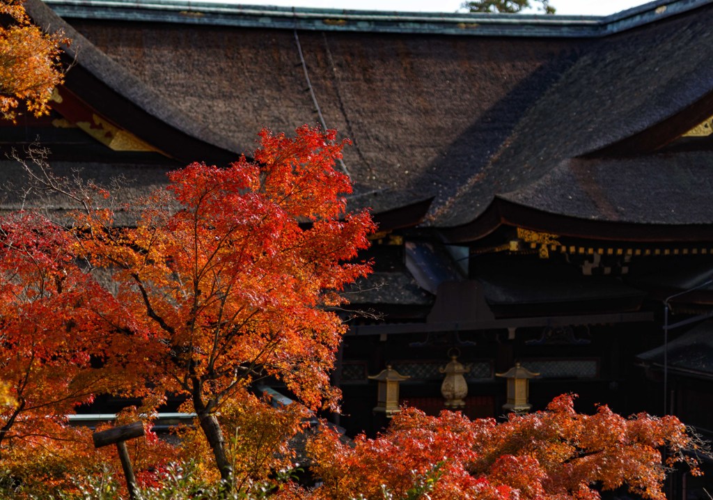 北野天満宮　紅葉１