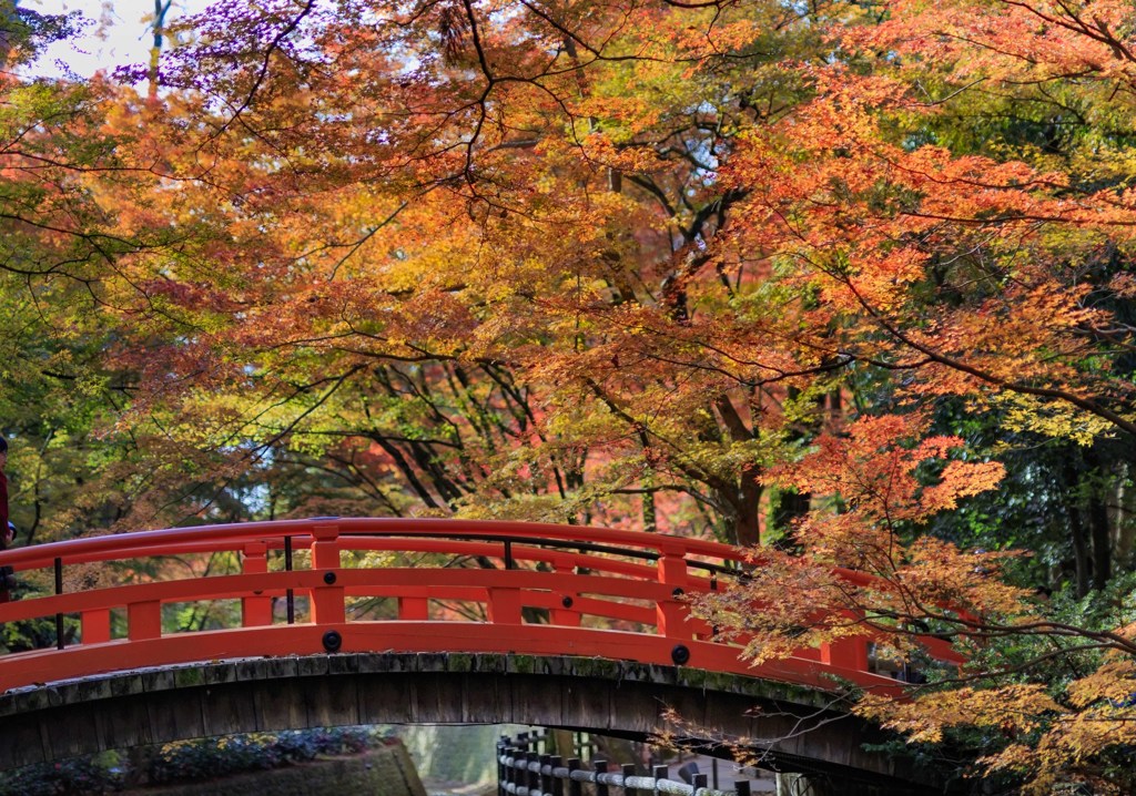 北野天満宮　紅葉２