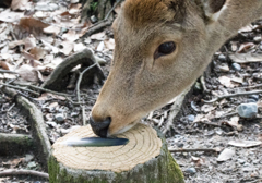 これ食えるのか？