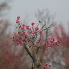 紅梅