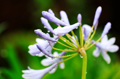 少し早い線香花火