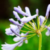 少し早い線香花火