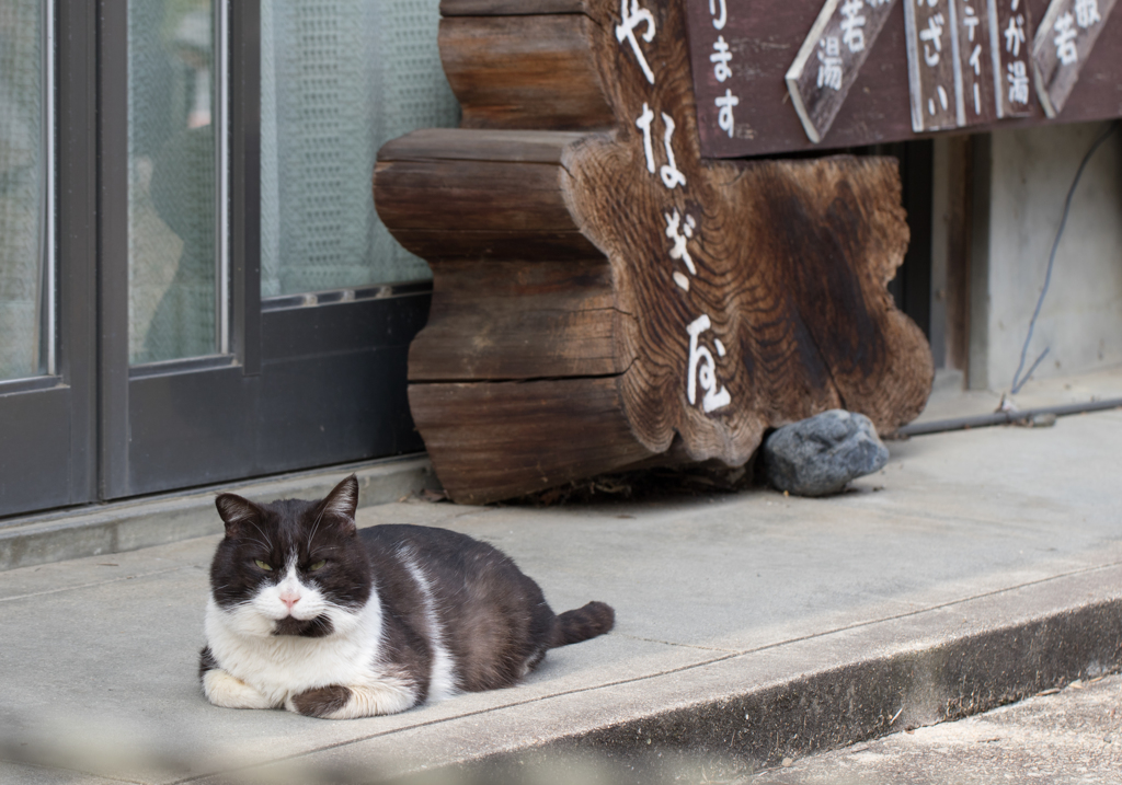 看板娘だにゃん。