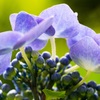 紫陽花