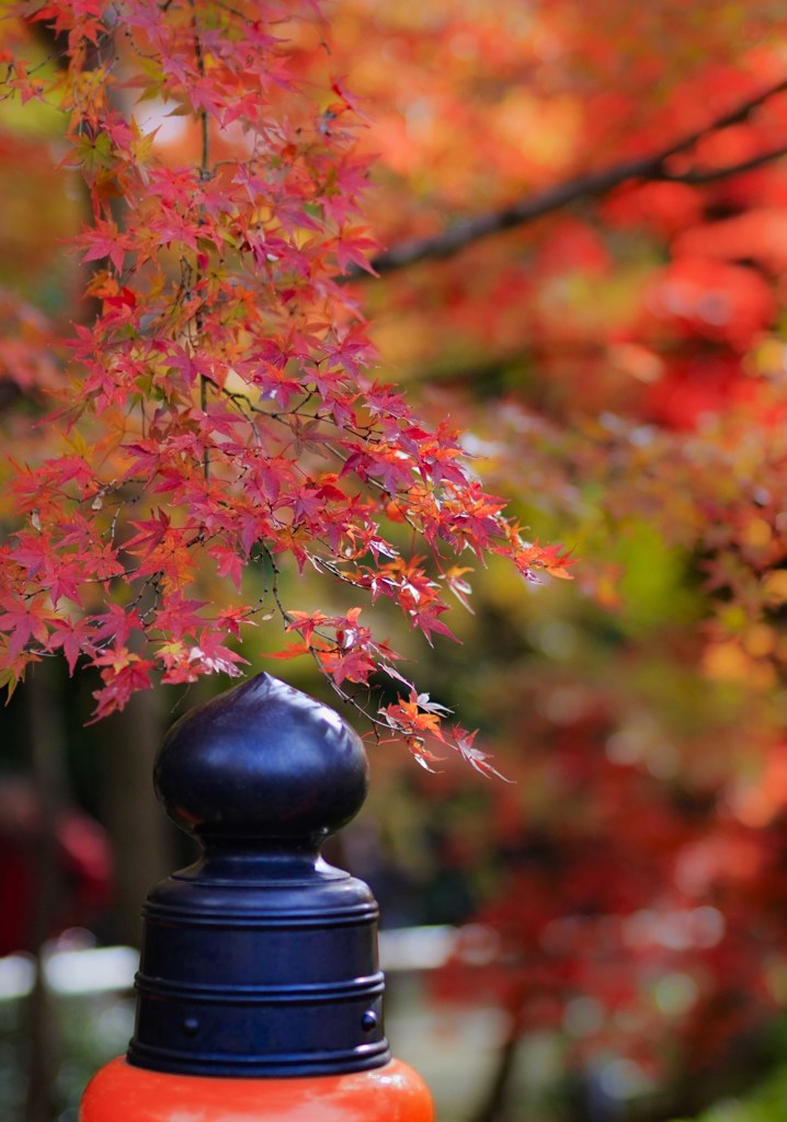 北野天満宮　紅葉３