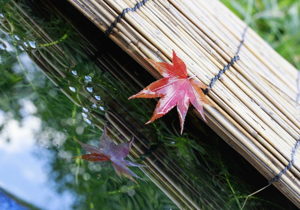 水面に映る紅葉