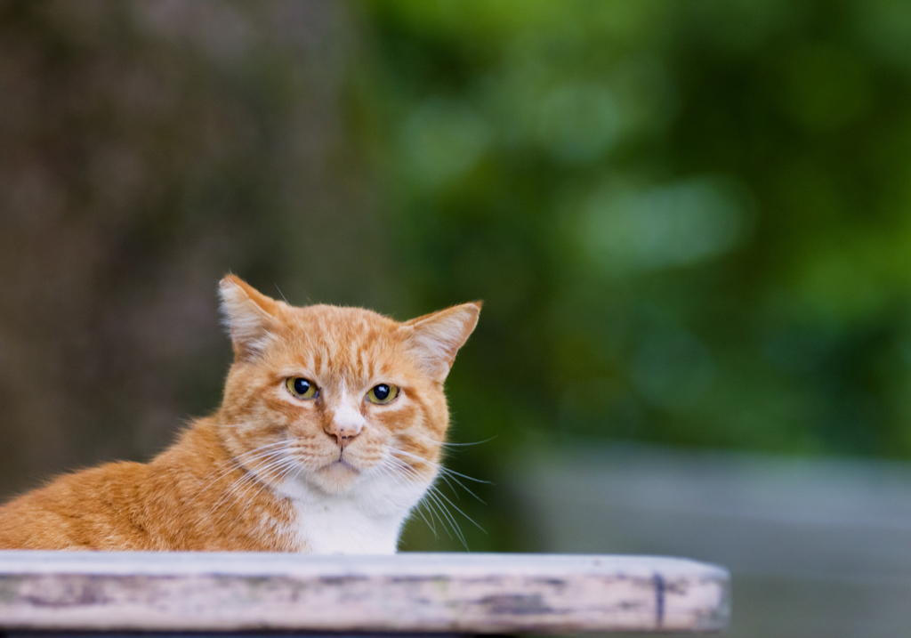 猫