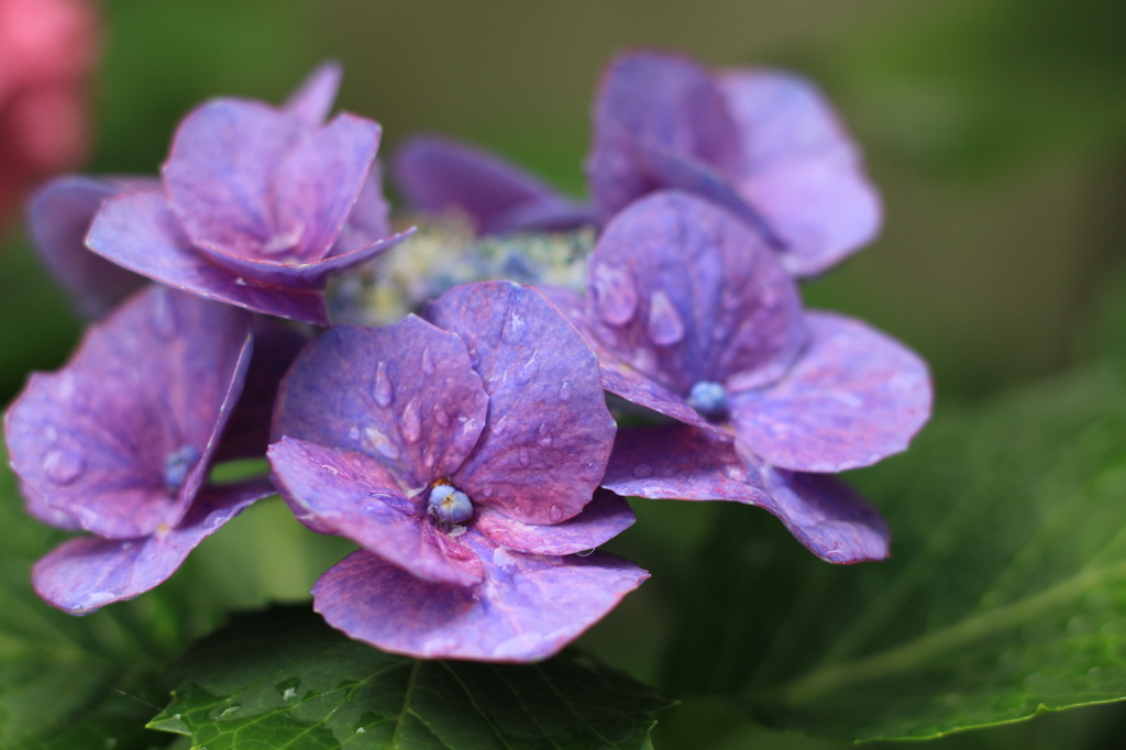 雨濡れ紫陽花