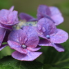 雨濡れ紫陽花