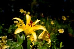 百合花火