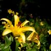 百合花火