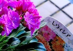 梅雨の花笠