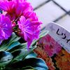 梅雨の花笠
