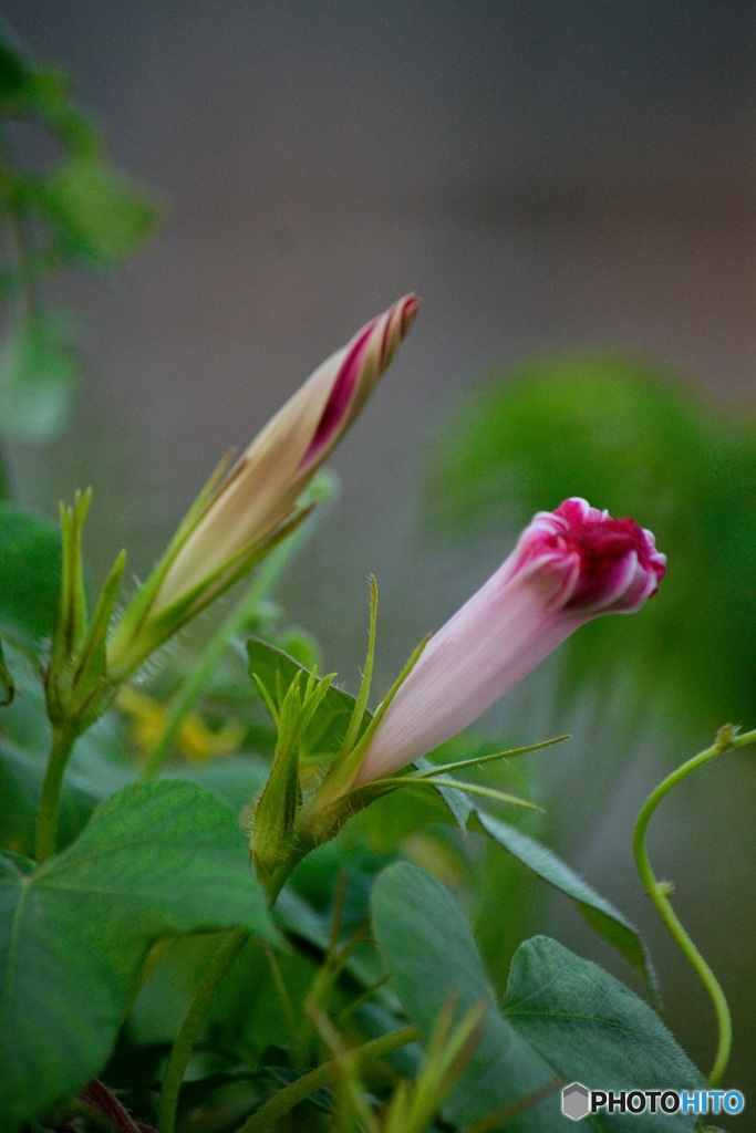 開花