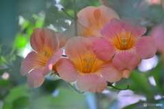 梅雨の合間の清涼感