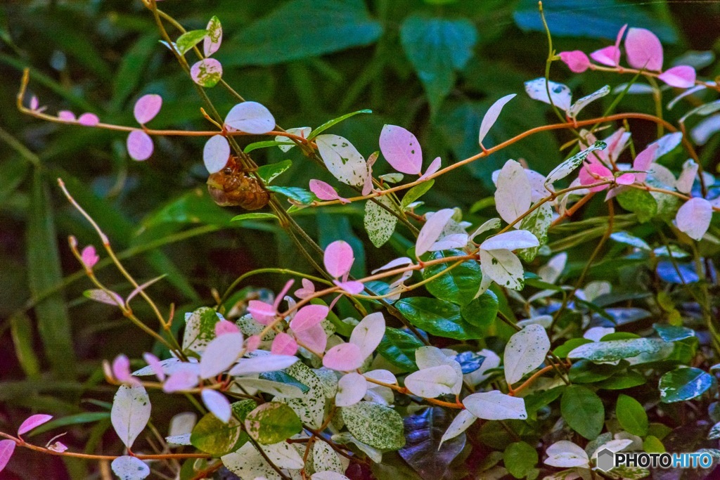 飛び立ちそうなベビーリーフ