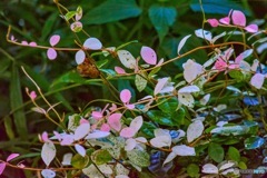 飛び立ちそうなベビーリーフ