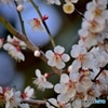 春の香りに包まれ