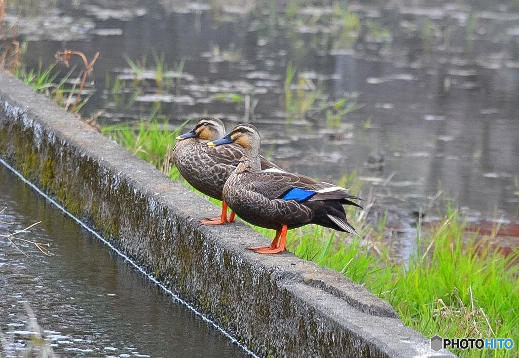 真っ直ぐこっち見てー気をつけ~