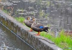 真っ直ぐこっち見てー気をつけ~