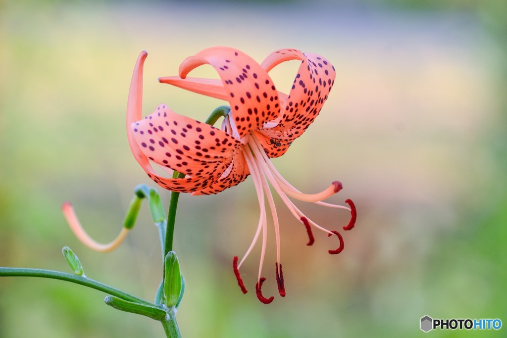 花の姿で姿勢を正す