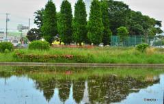 田んぼに水が入りました