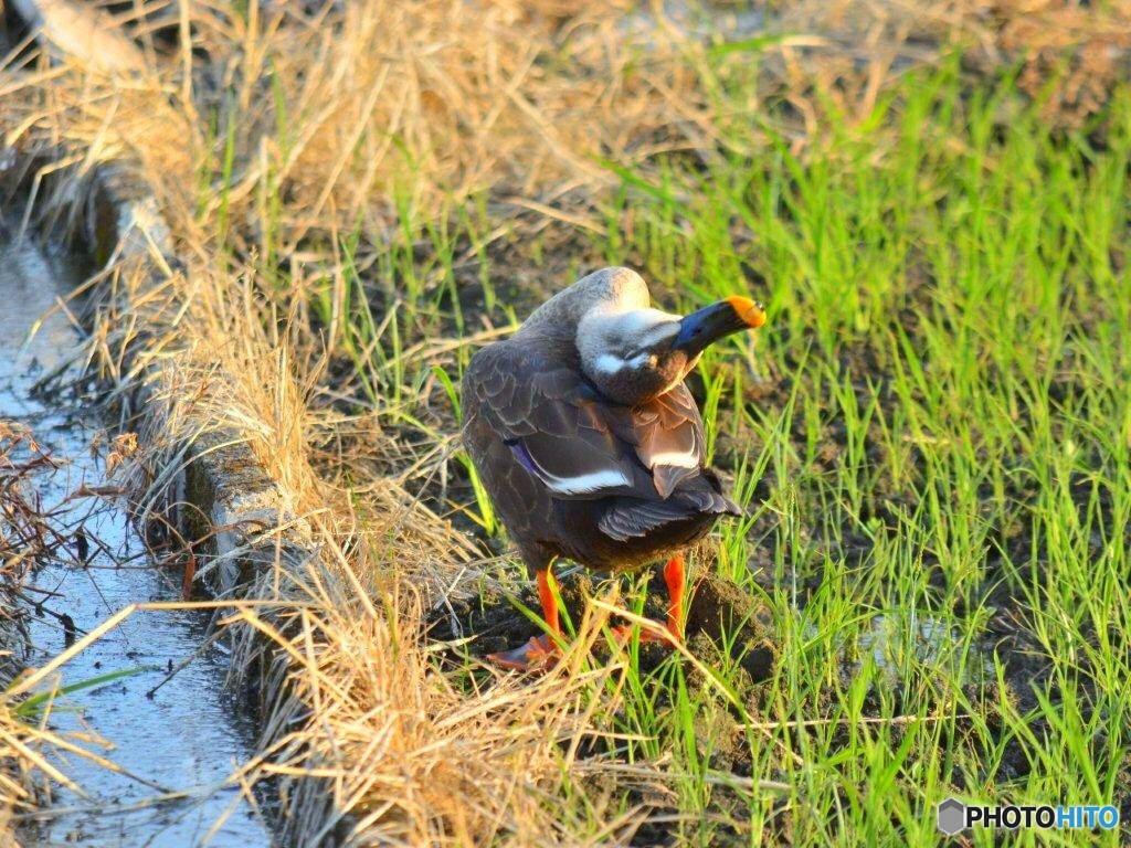 かゆいんですけど