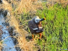 かゆいんですけど