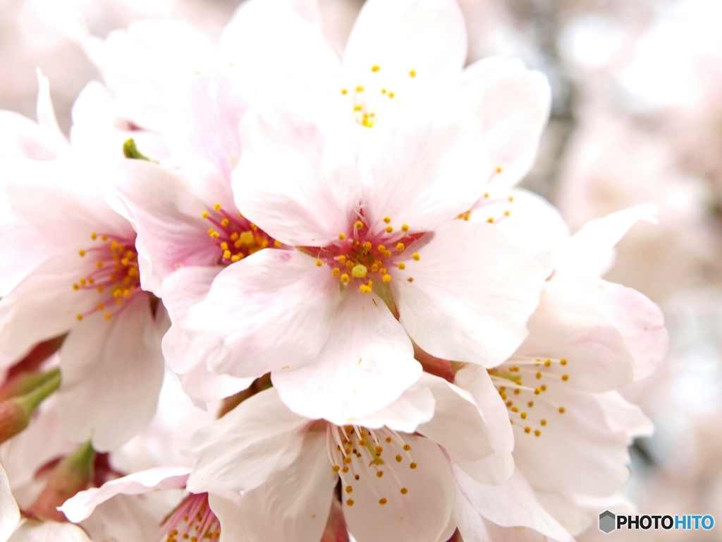 今年の桜