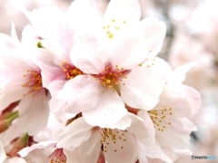 今年の桜