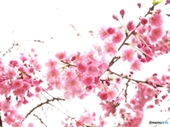 はかないからこそ