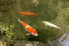 いつものように