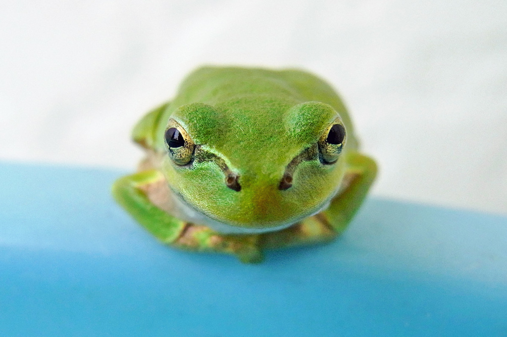 コンニチワ