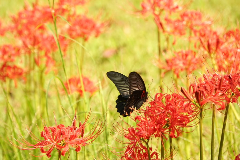 花と咲くのがこの世なら　DSC07784