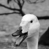 CSC_1175
