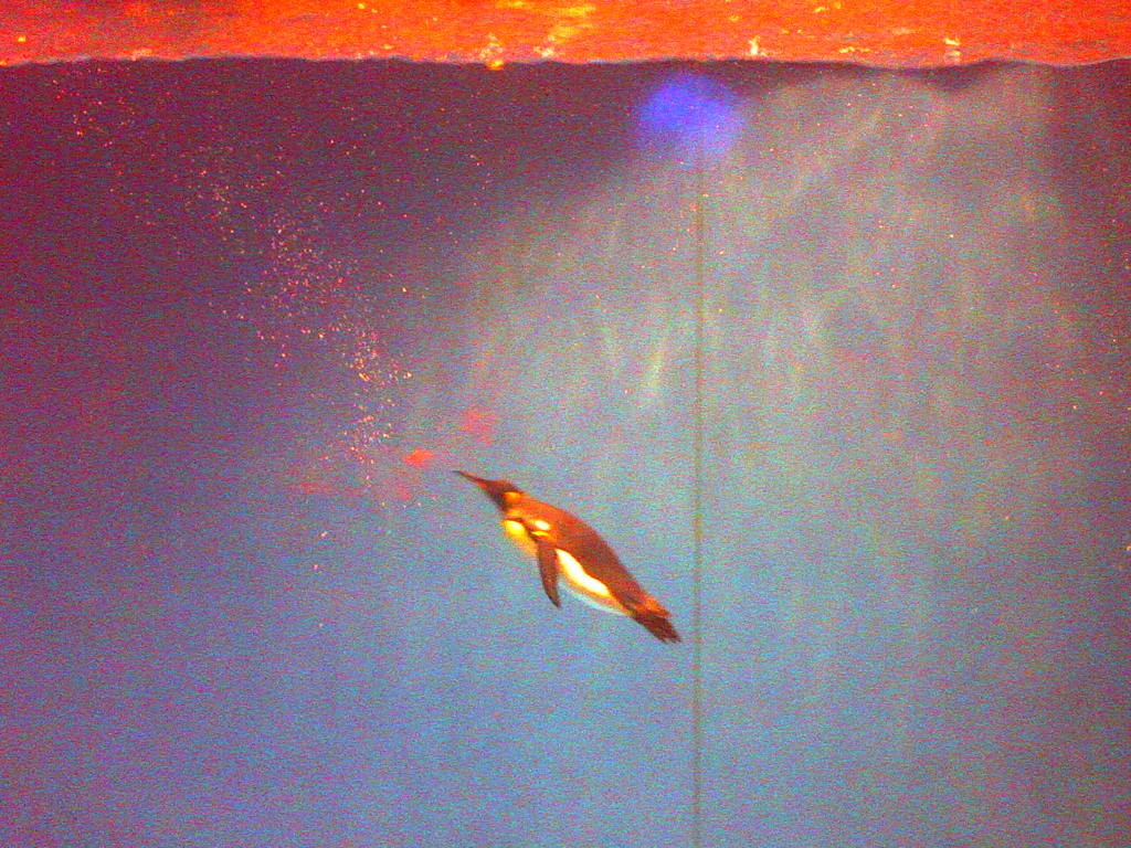 ペンギン