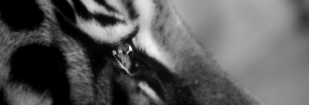 DSC_0219