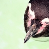 ペンギン