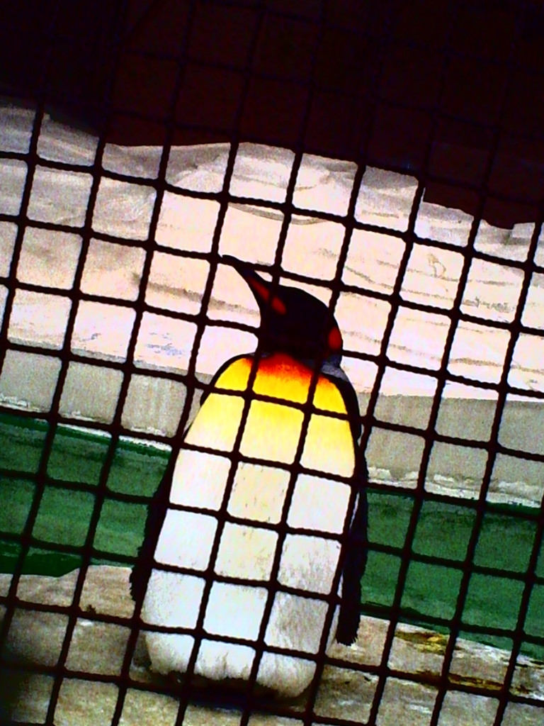 ペンギン