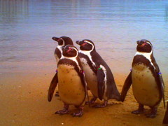 ペンギン