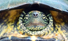 亀