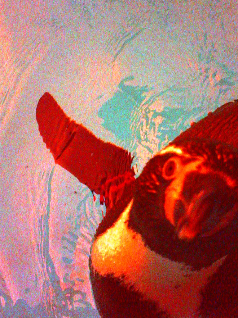 ペンギン