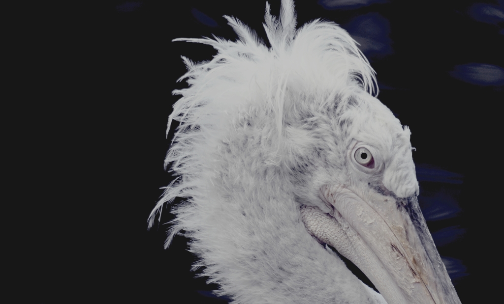 ペリカン