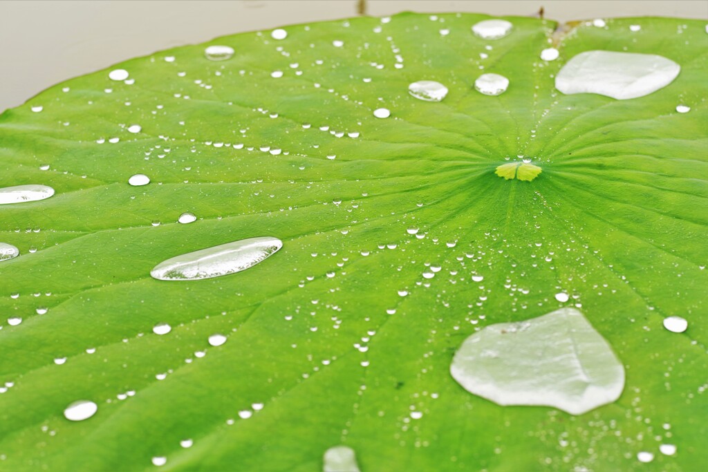 雨に踊れば