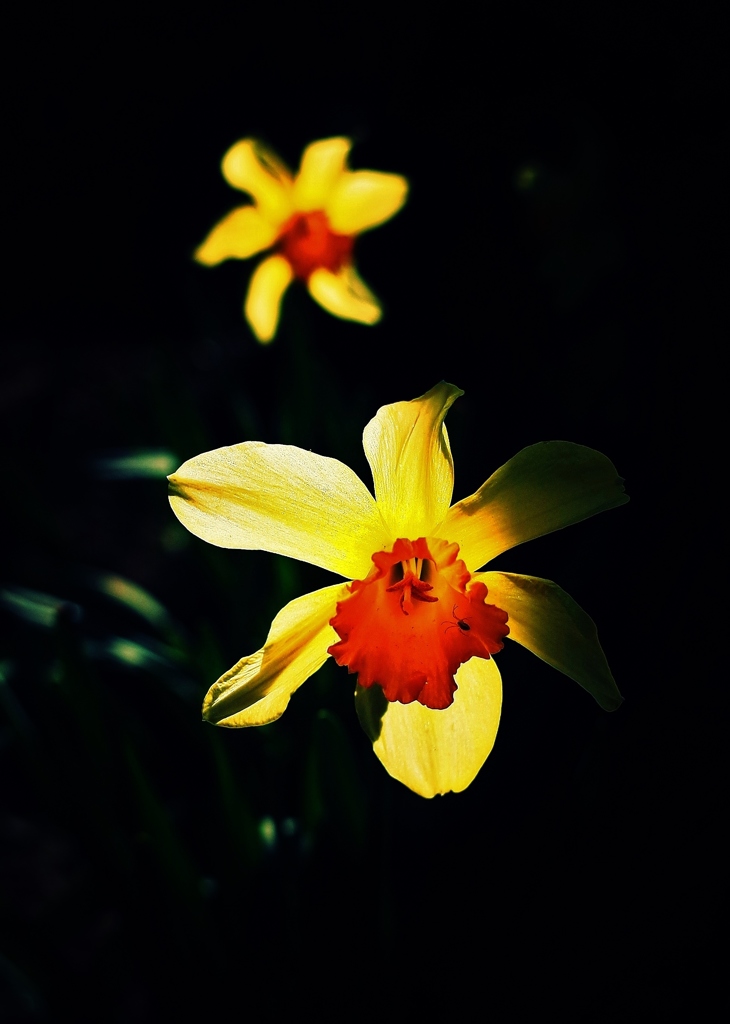 Narcissus