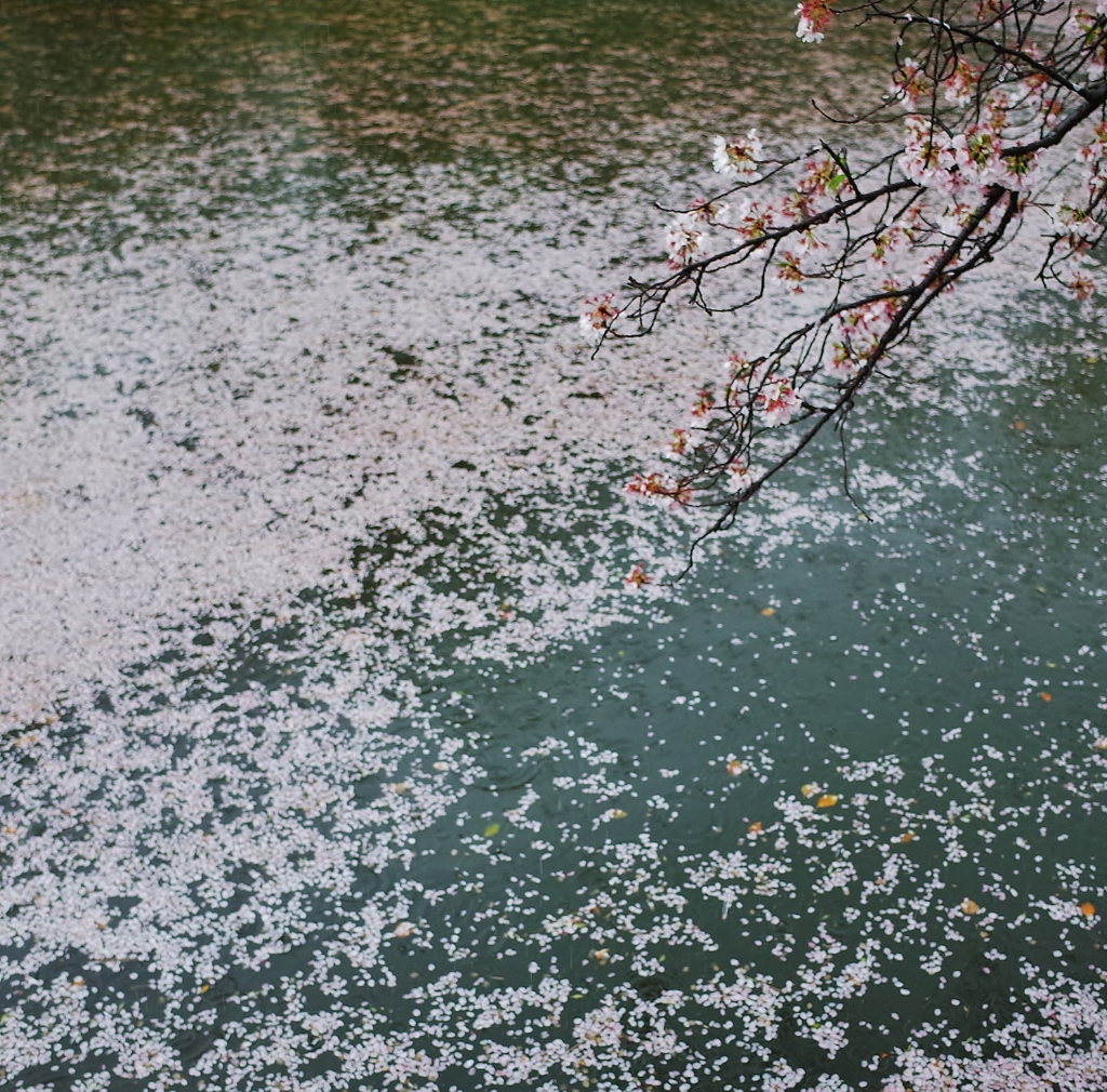 桜　終宴