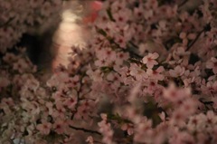 おさけのみたい