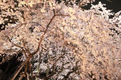夜桜２