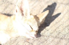 あったかい