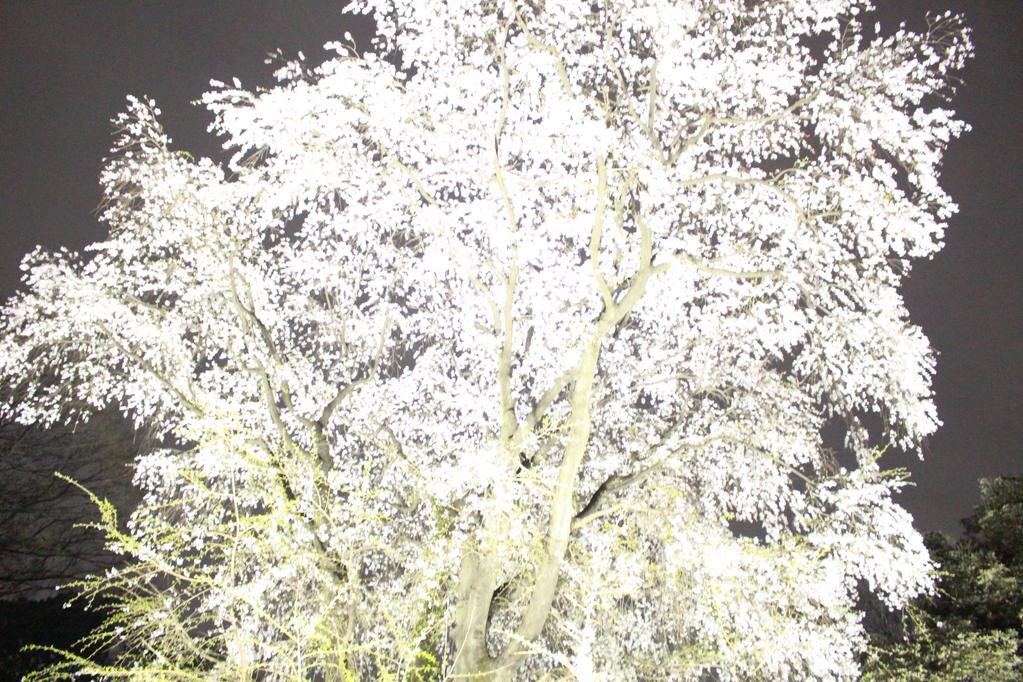 夜桜